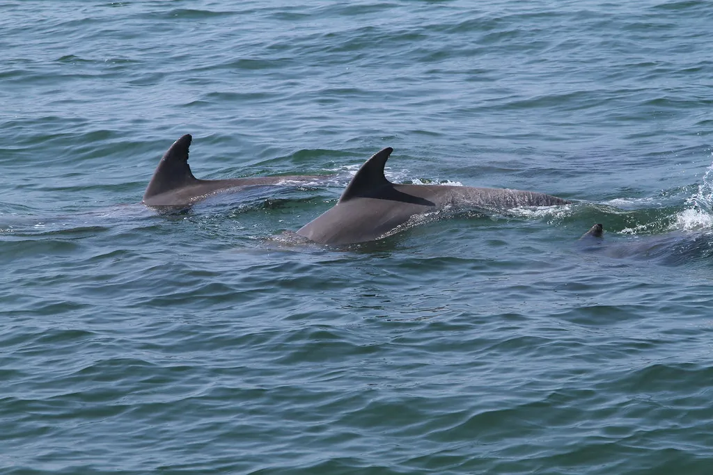 Delfines en mar abierto