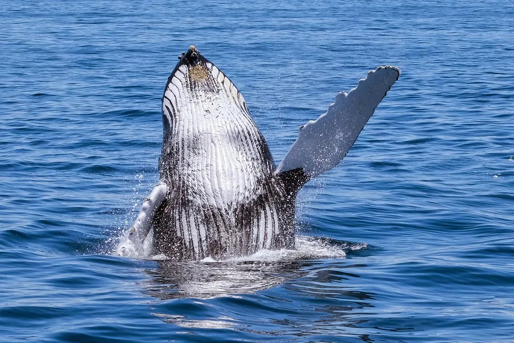 Ballena jorobada saltando
